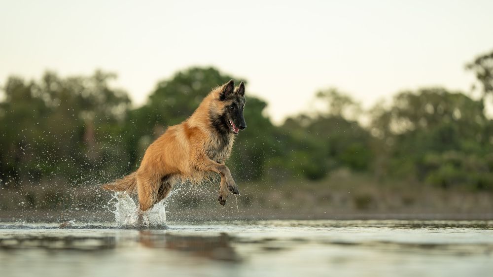 A Belgian Malinois dog leaps and splashes through shallow water in a dynamic action sequence.