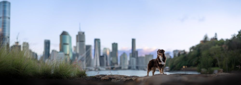 A dog stands on rocks with a blurred Brisbane city skyline and lush greenery in the background on a clear day.