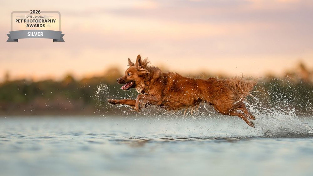Award-winning photo of a dog sprinting through shallow water at sunset, splashing dramatically.