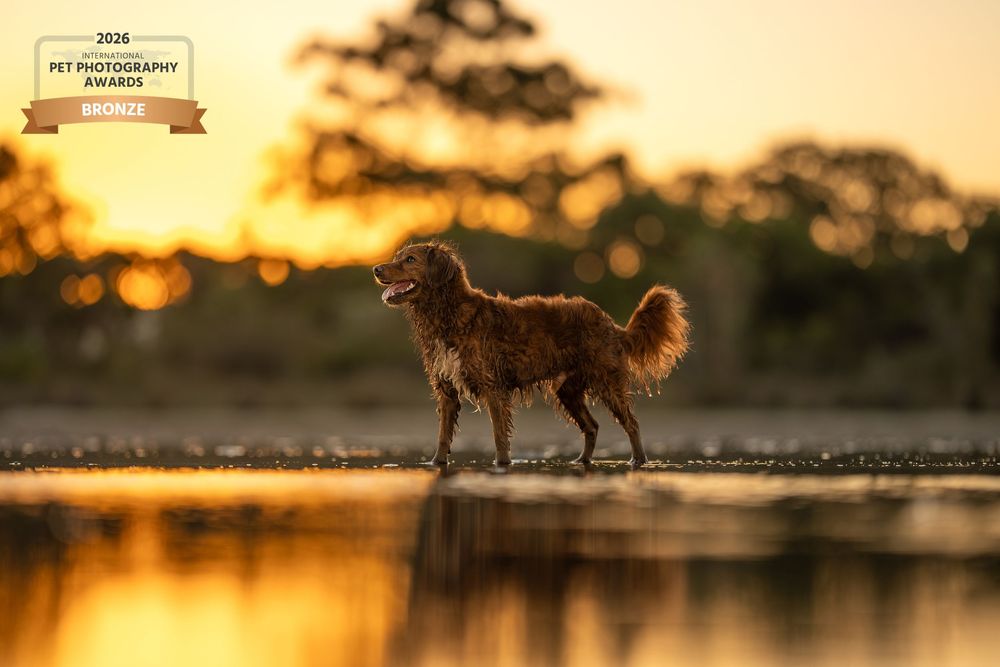 Award-winning photo of a fluffy brown dog standing in shallow water at golden sunset with warm reflective light.