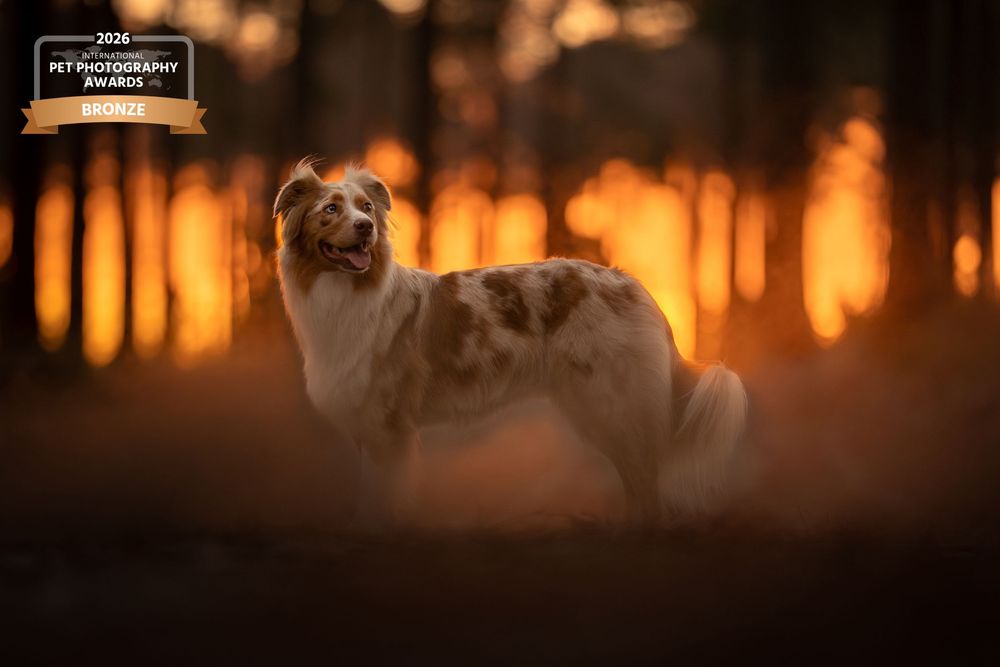 A majestic Australian Shepherd dog stands in a sunlit forest at golden hour, bathed in warm orange bokeh light.
