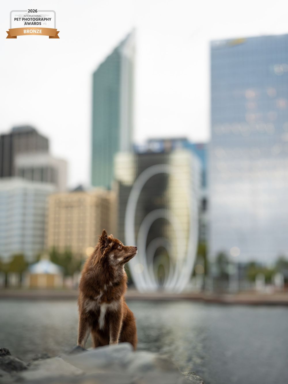 A brown Finnish Lapphund sits elegantly with modern skyscrapers in the background in Perth, Western Australia.