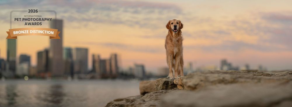 Award-winning photo of a golden retriever standing on rocks with a city skyline and pink sunset sky in the background.