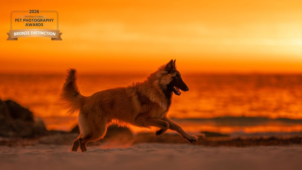 A dog runs along a beach at sunset, silhouetted against a vivid orange sky, winning a Bronze Pet Photography Award.
