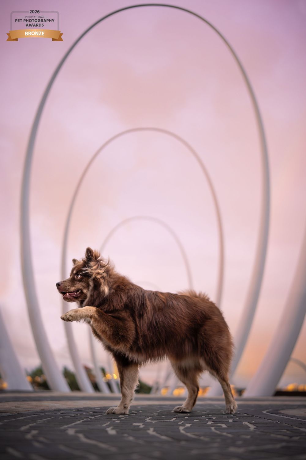 Award-winning photo of a fluffy brown dog posing proudly at Elizabeth Quay in Perth, Western Australia.