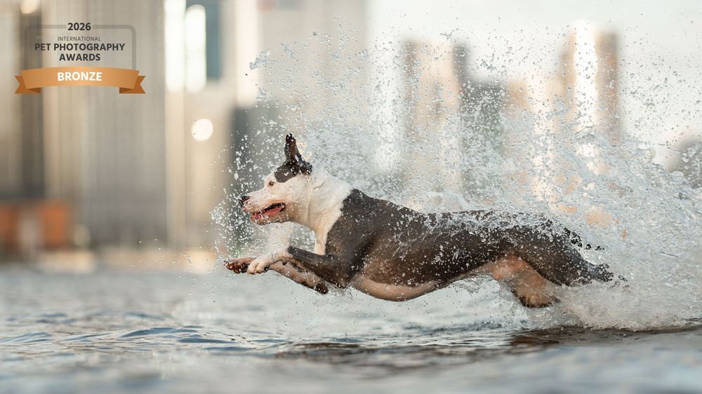 Award-winning photo of a dog running through water, creating dramatic splashes, captured for the 2026 Pet Photography Awards.