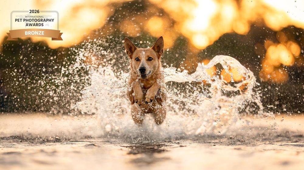 Award-winning photo of an Australian Cattle Dog running through shallow water with dramatic splash and warm sunset bokeh background.