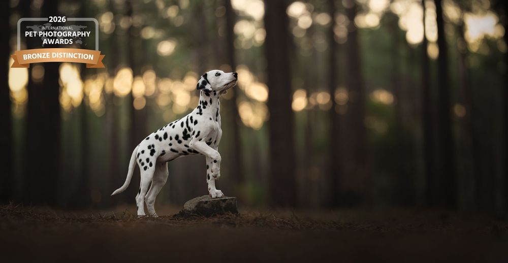 Award-winning photo of a Dalmatian dog posing on a rock in a sunlit forest, showcasing stunning pet photography.