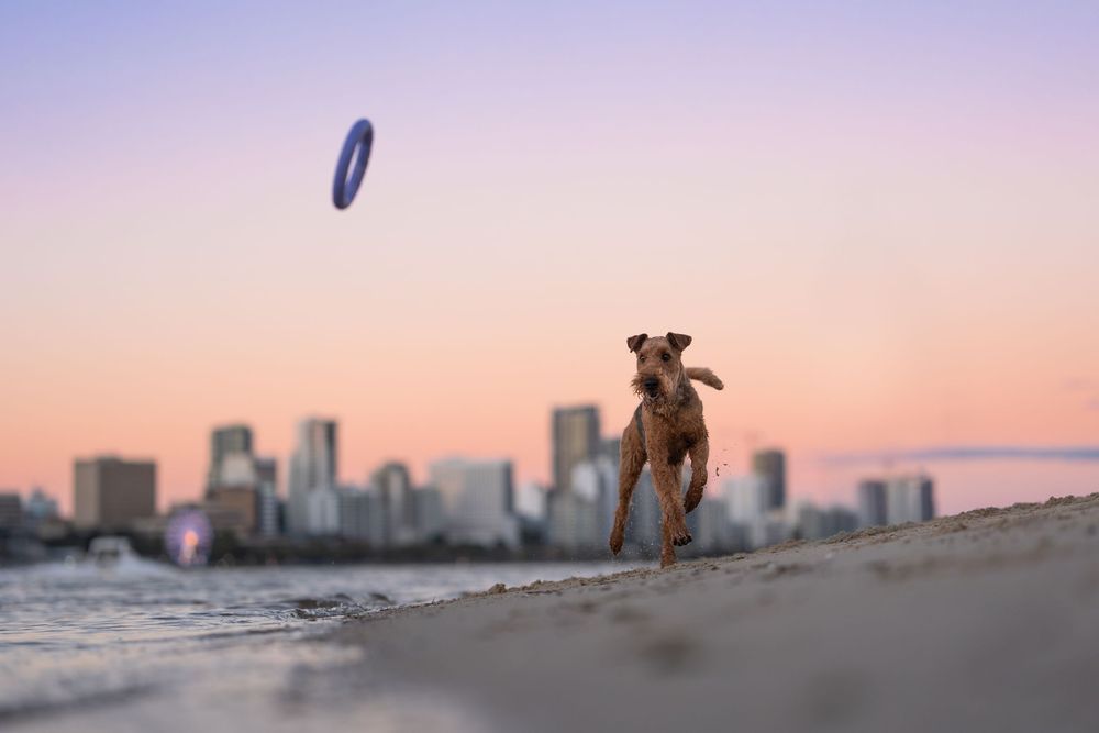 An Airdale Terrier dog leaps on a sandy beach at sunset chasing a blue toy with a city skyline in the background.