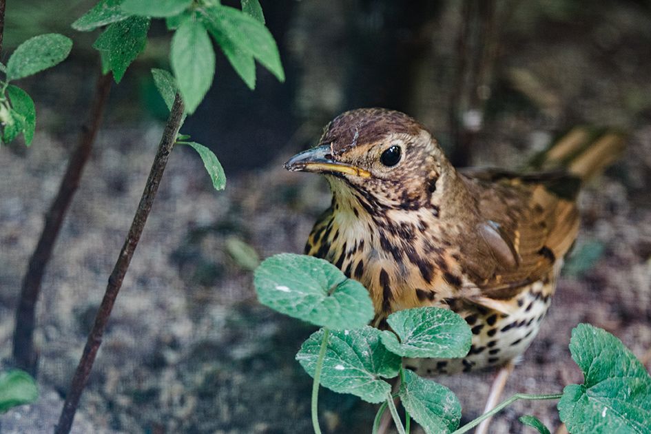 A brown speckled song thrush perched among green leaves in a natural woodland setting by fine art nature photographer Kathryn Hopkins