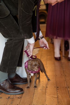 Small brown Chihuahua on pink leash held by wedding guests on wooden floor.