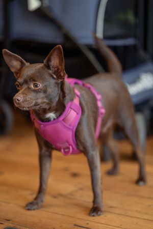 Small brown Chihuahua mix wearing a bright pink harness standing on hardwood floor indoors.