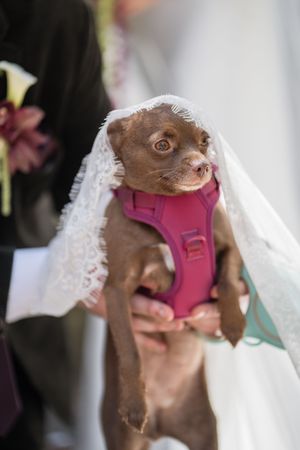 Tiny chihuahua in pink harness held up wearing white lace veil at wedding ceremony.