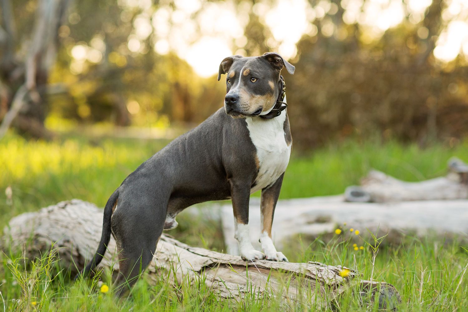 American Staffy looking curious at a park in Bibra Lake