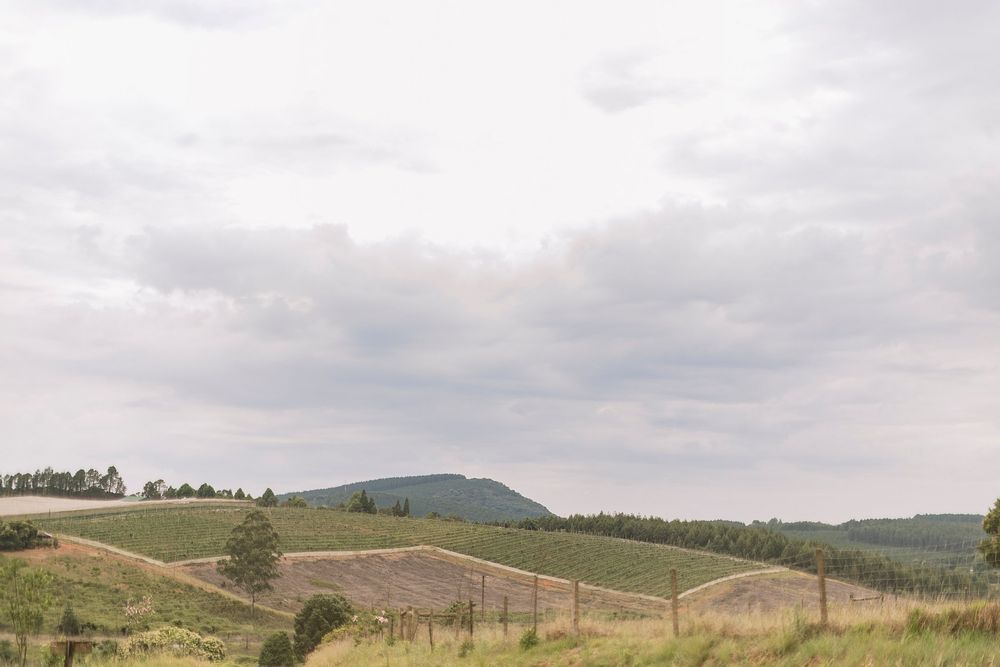 Scenic vineyard landscape with rolling green hills and dramatic cloudy sky in the countryside.