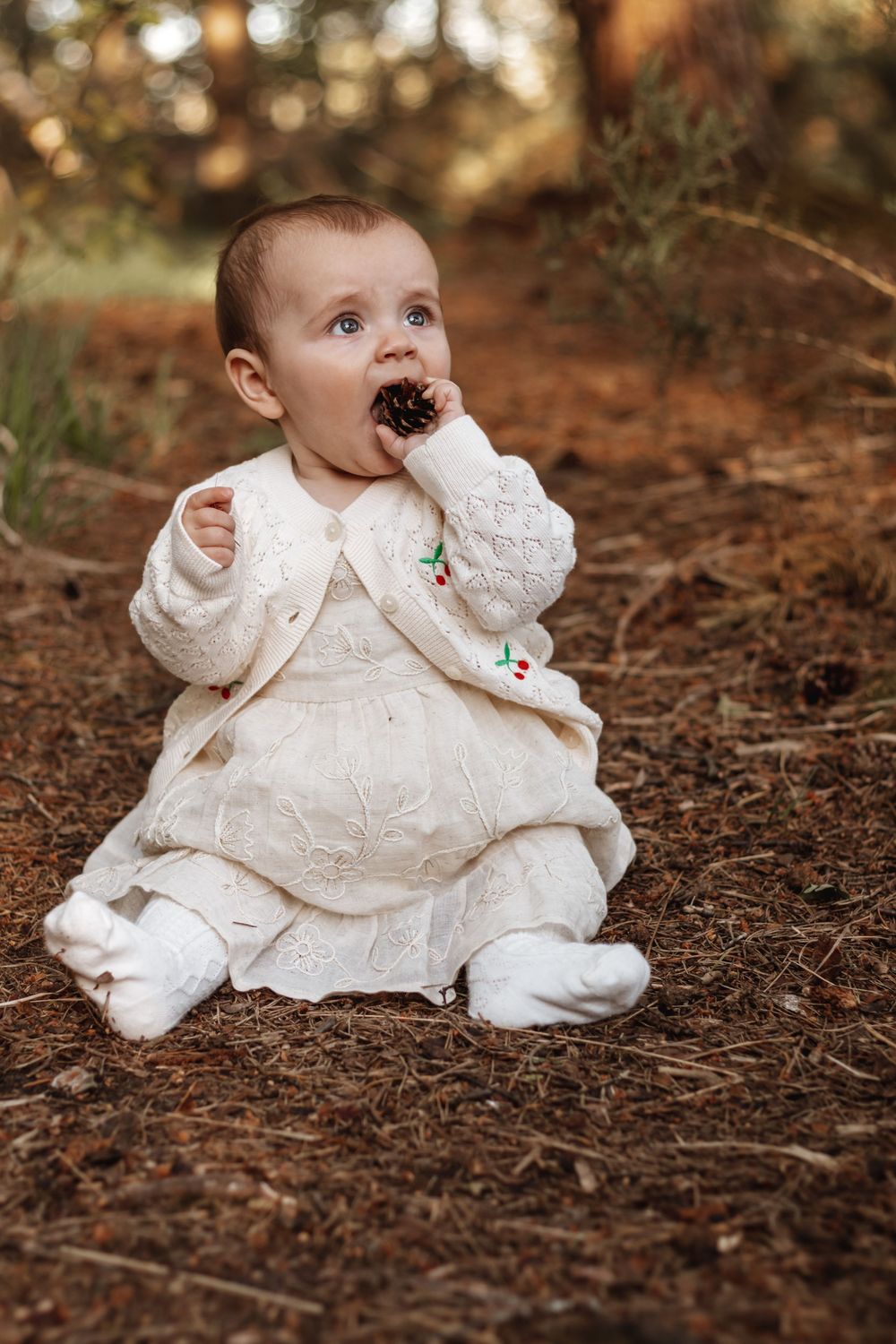 Adorable baby in white knit dress sitting outdoors on pine needles, chewing on a pine cone in a forest setting.