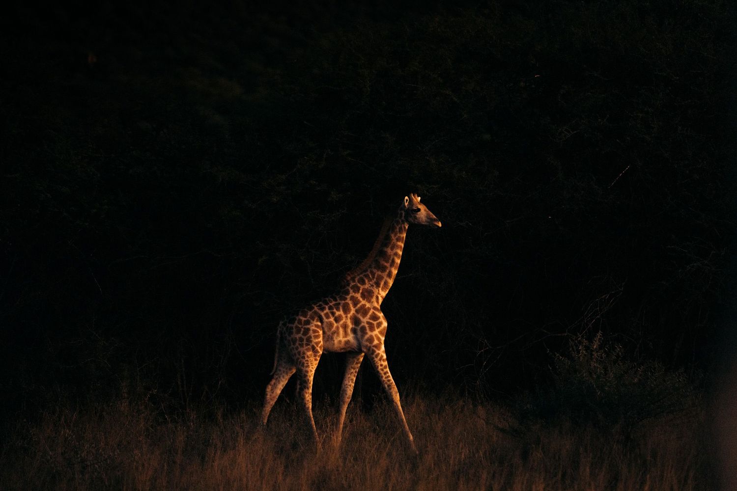 girafon au lever du soleil avec un arrière-plan noir à waterberg