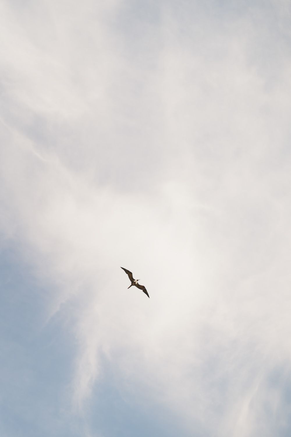 A lone bird soars gracefully through a bright, cloudy sky with wispy white clouds in the background.