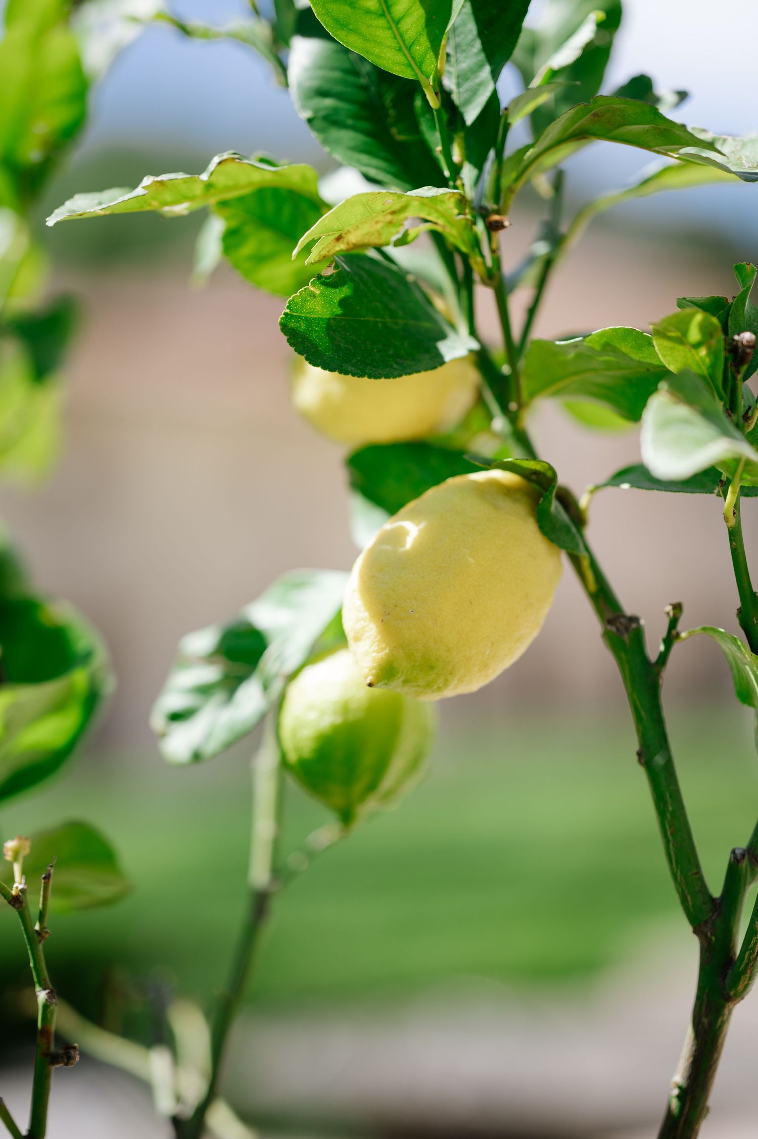 Fresh yellow lemons ripening on a green lemon tree branch with vibrant leaves in natural sunlight.