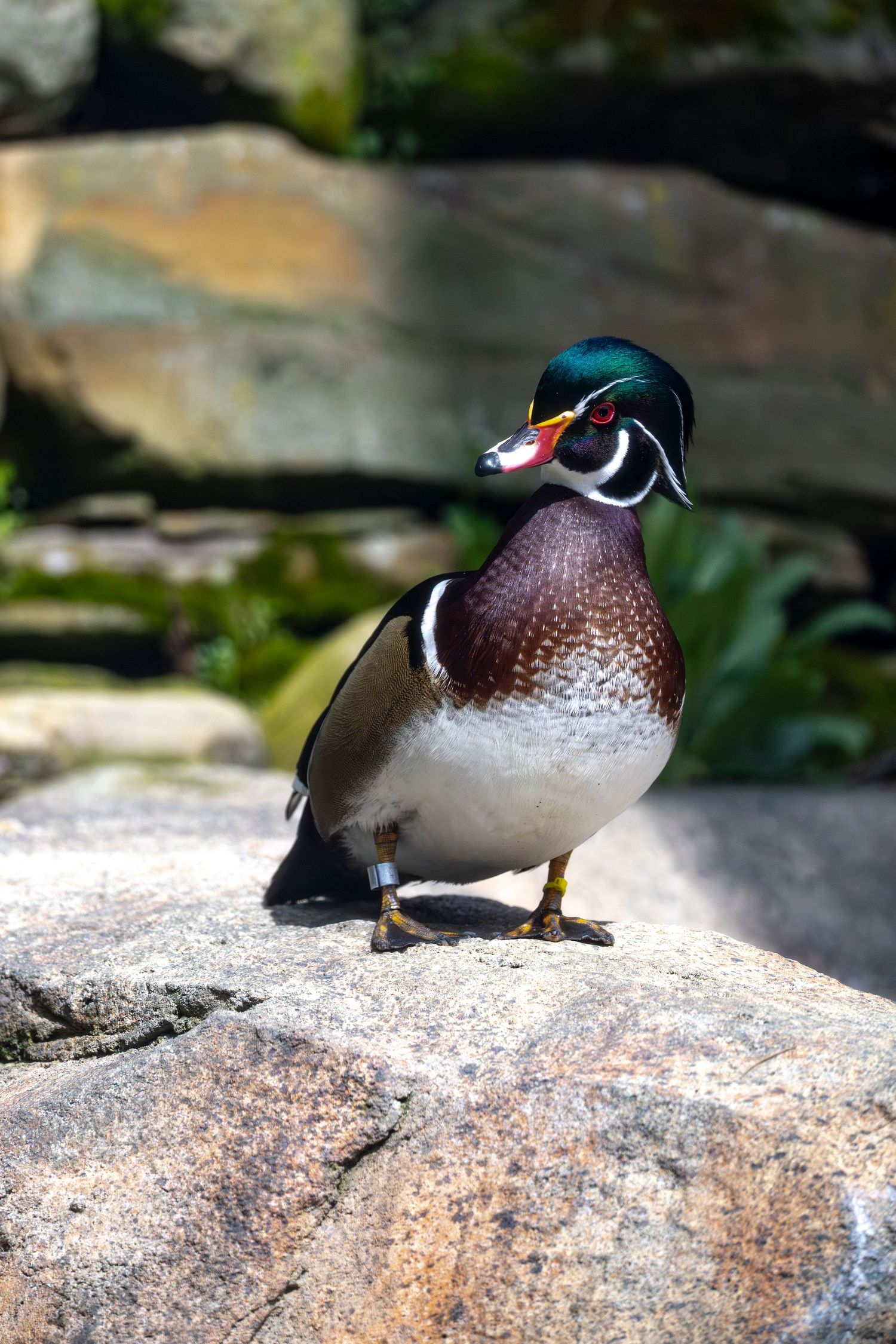 Colorful male wood duck standing on rocky surface displaying iridescent green and brown plumage.