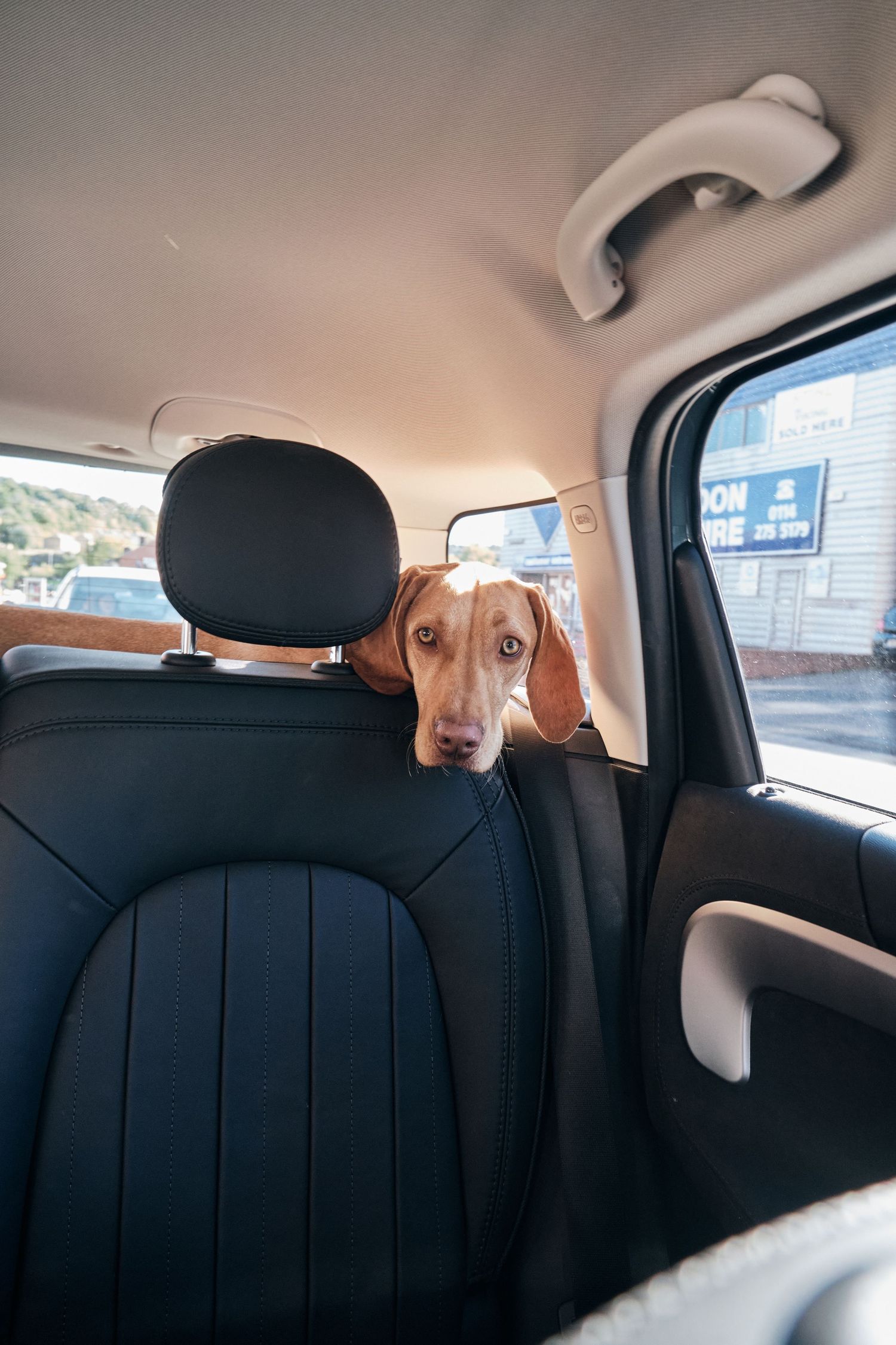A curious Vizsla dog peeks over the back seat of a car, looking toward the camera with floppy ears and soulful eyes.