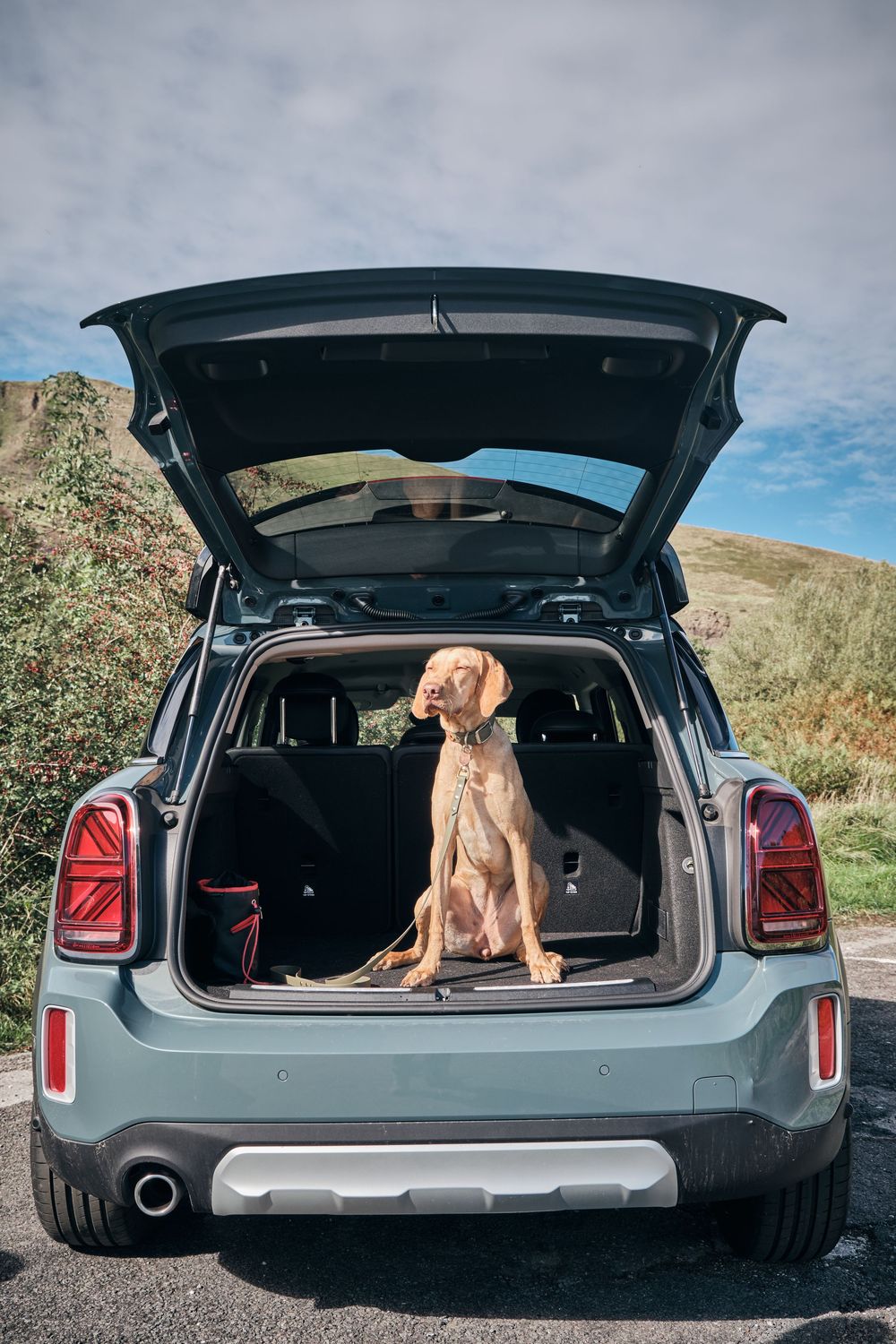 A golden Vizsla dog sitting obediently in the open trunk of a light blue MINI Countryman on a sunny day.