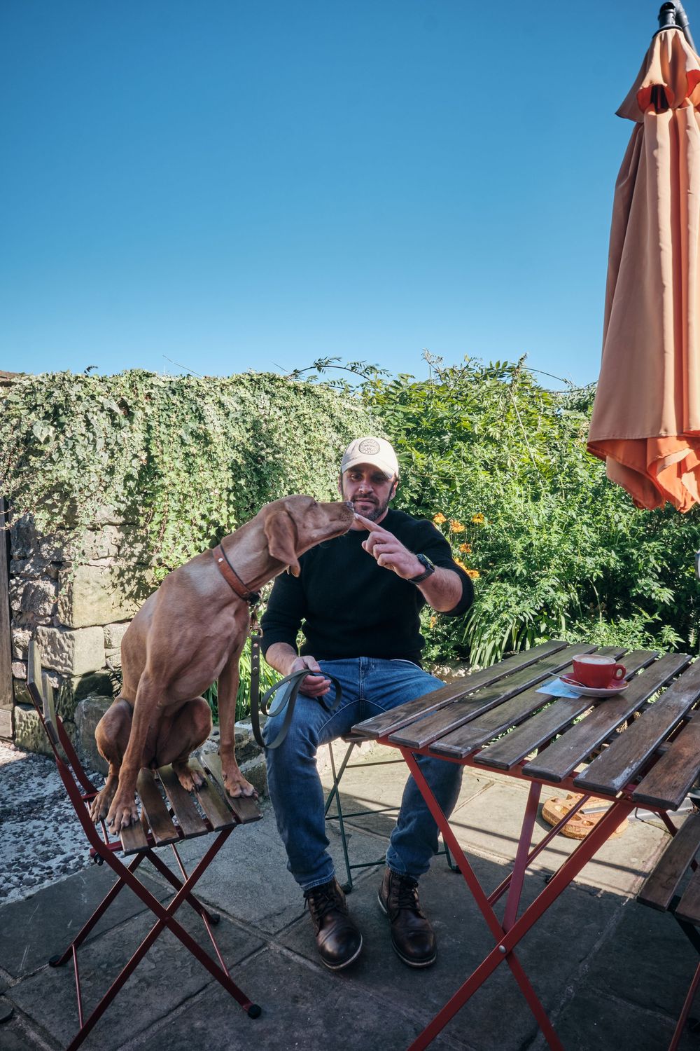 Man in cap feeds his Weimaraner dog at an outdoor patio table, surrounded by lush greenery under a clear blue sky.