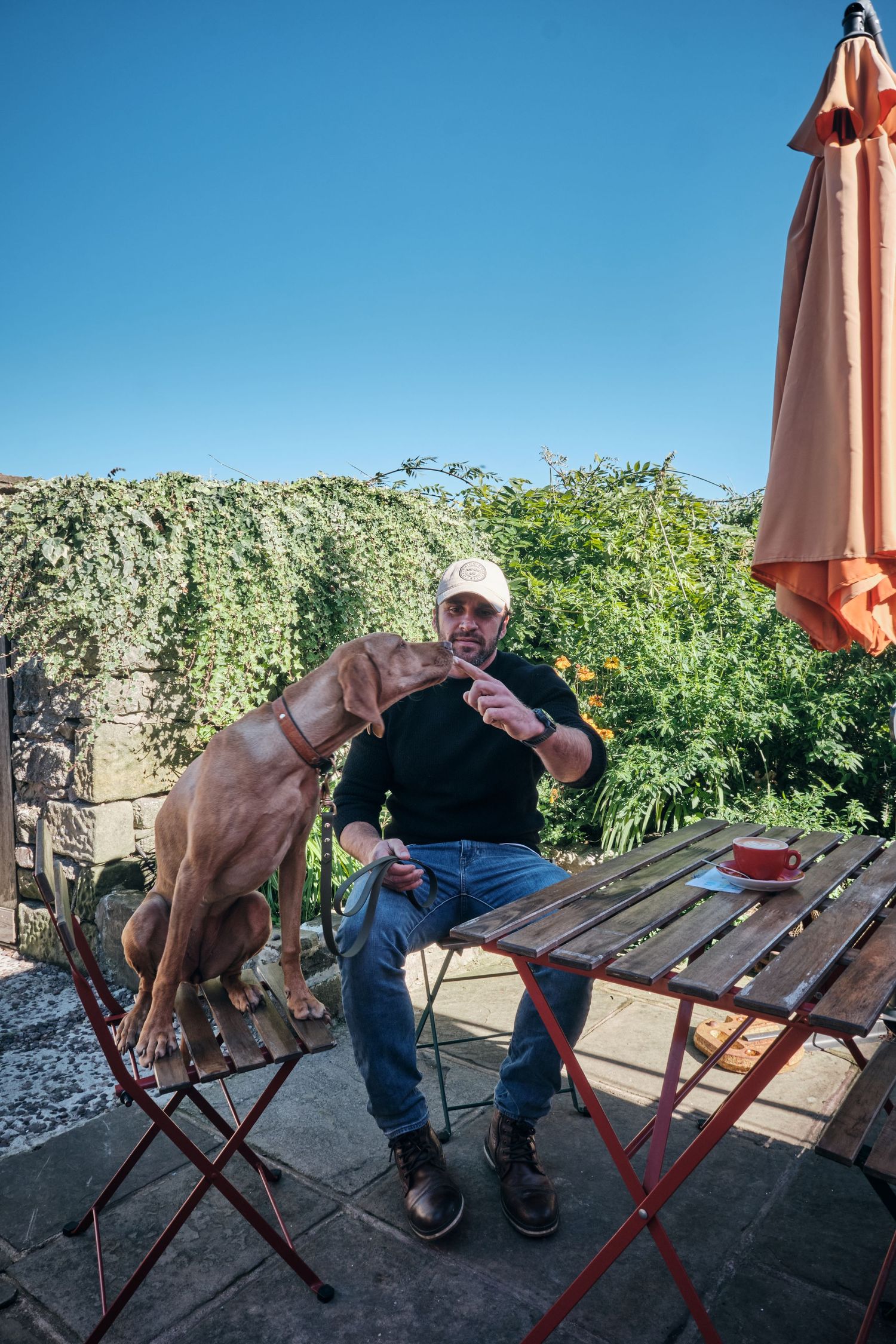 Man in cap feeds his Weimaraner dog at an outdoor patio table, surrounded by lush greenery under a clear blue sky.