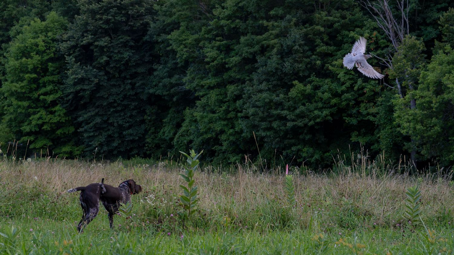 A dark hunting dog stands alert in a grassy field as a bird takes flight near a dense green forest backdrop.