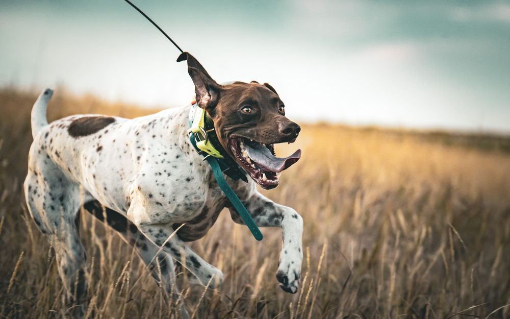 A happy spotted dog runs through a golden field on a leash, mouth open and tail wagging on a cloudy day.