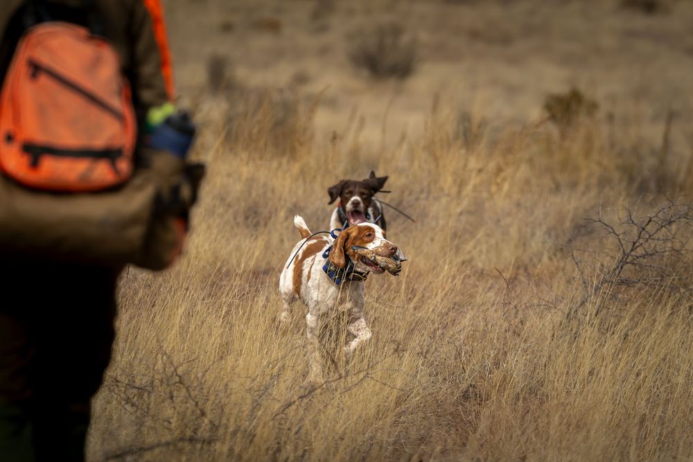 Brittany spaniel retrieves game bird for hunter in orange vest amid dry golden grassland.