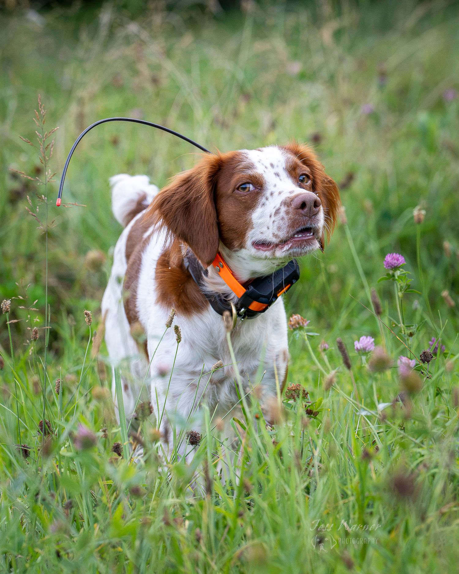 A brown and white Brittany Spaniel with an orange collar stands alert in a lush green meadow with wildflowers.