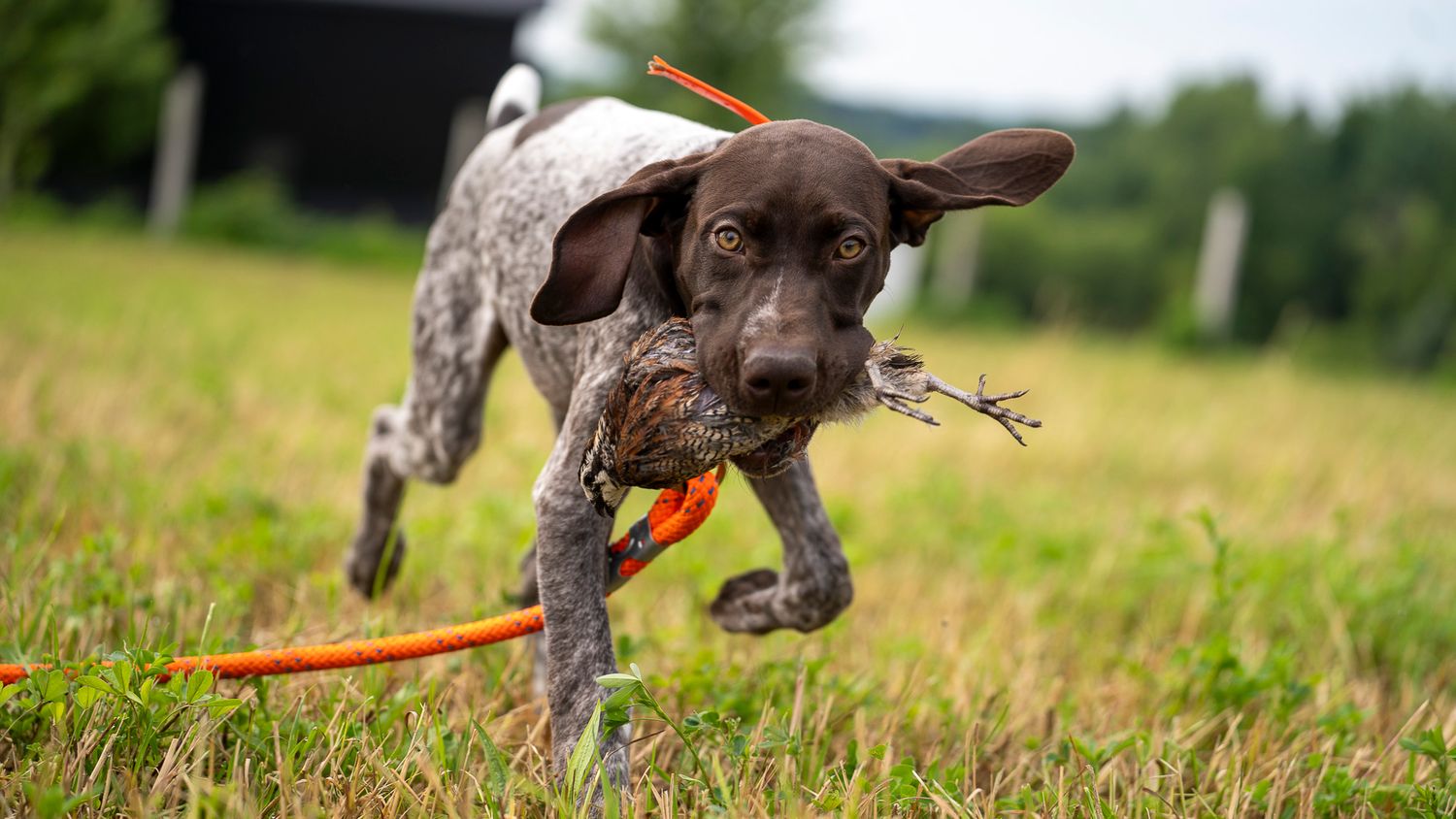 A German Shorthaired Pointer puppy retrieves a bird toy while running on a leash through a green grassy field.