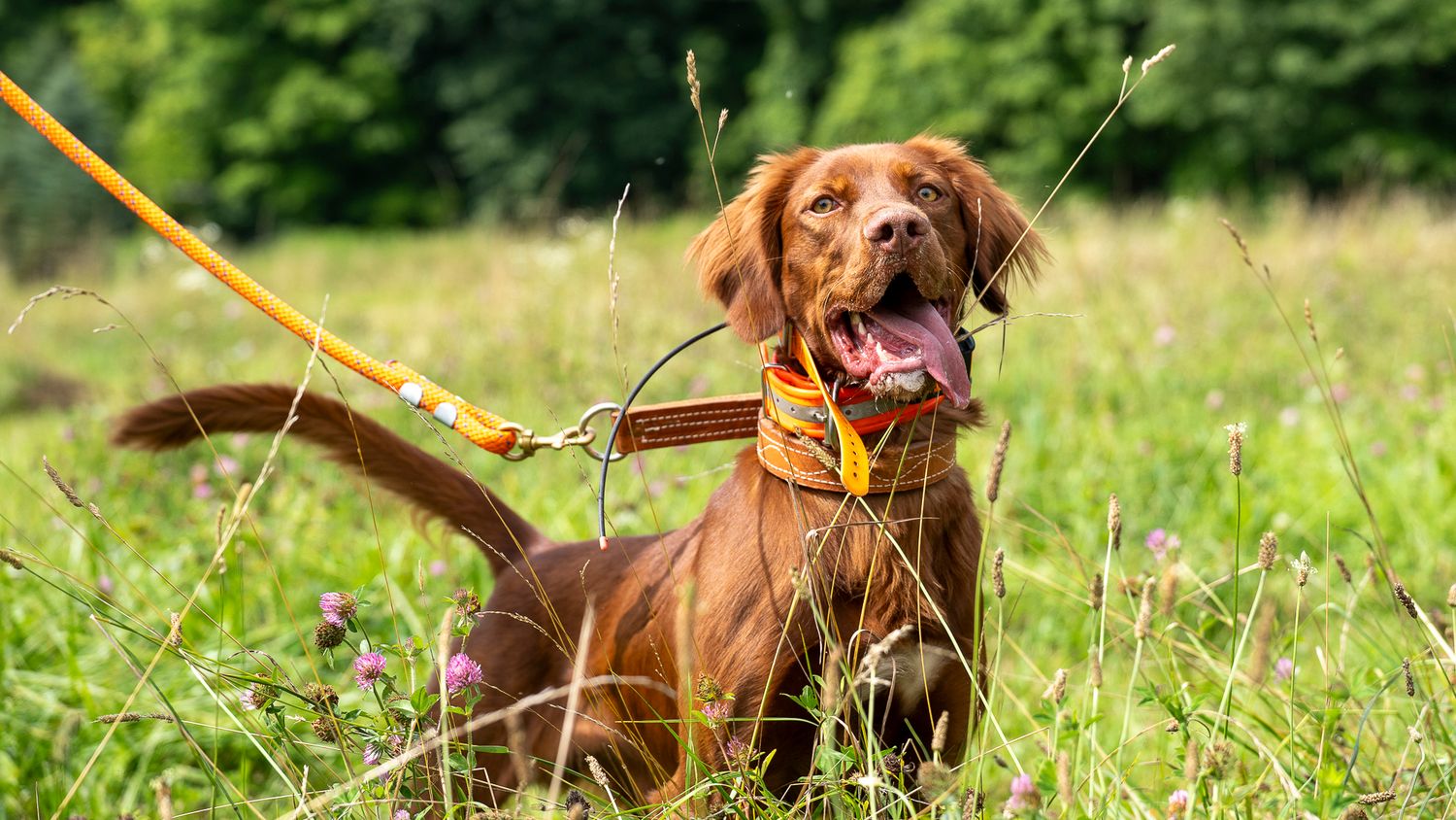 A happy brown Vizsla dog on an orange leash and harness sits in a lush green meadow with wildflowers.