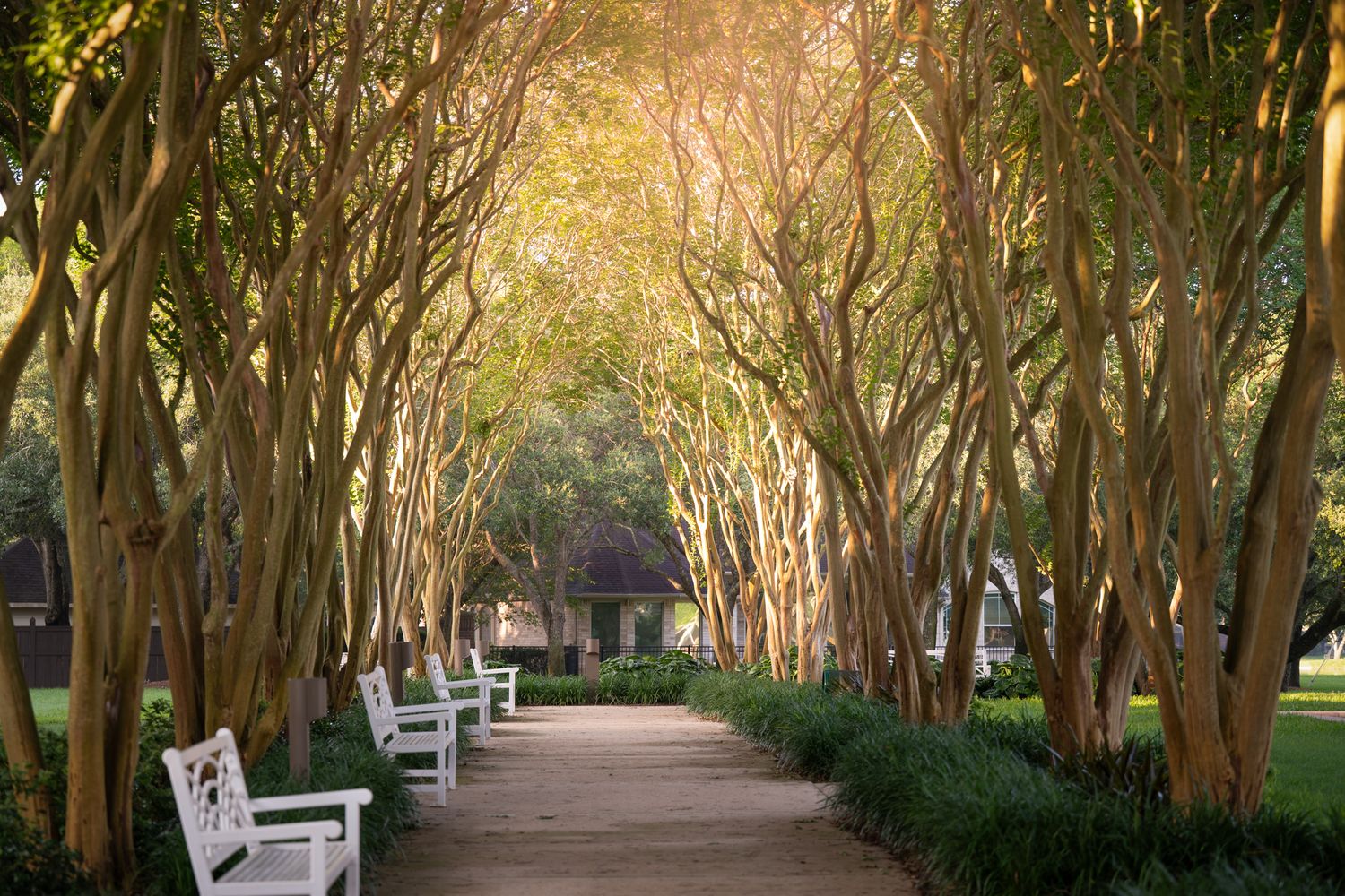Golden hour light through trees at a Houston pet photography location.