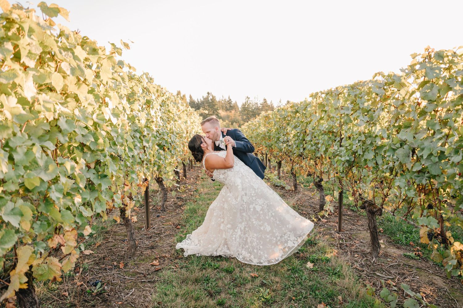 Romantic wedding photo of couple dipping in vineyard with rows of grapevines.