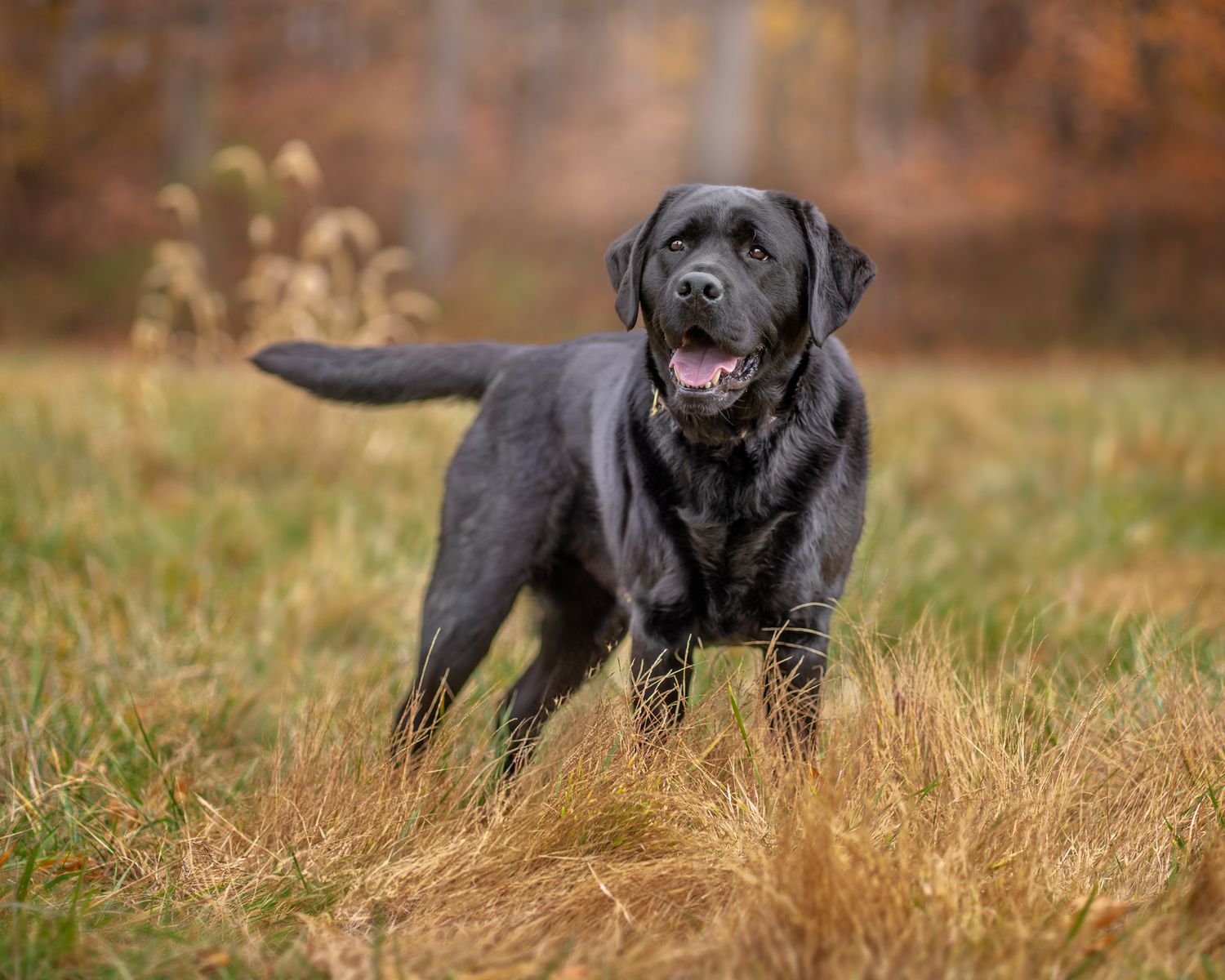 Labrador portrait