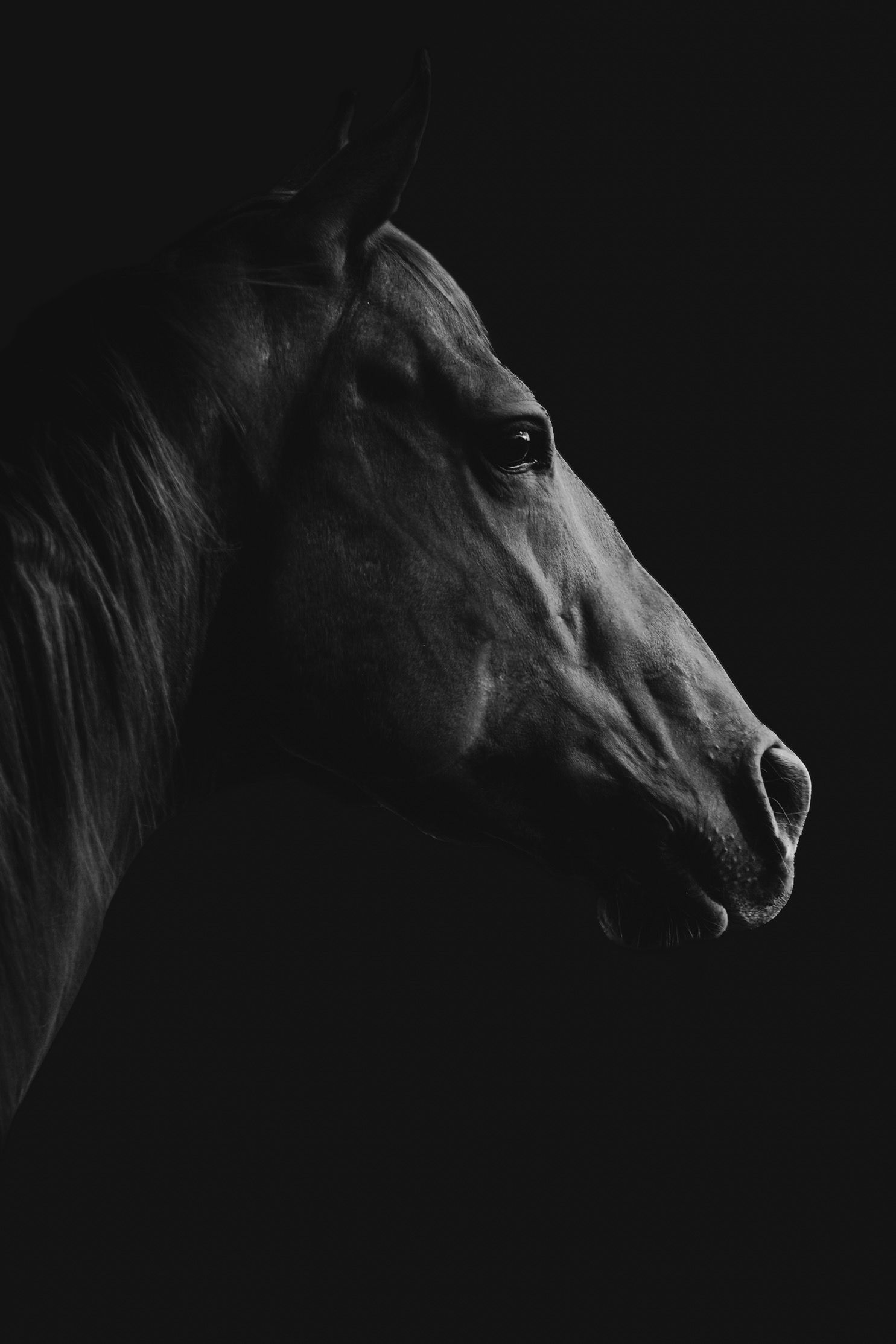 Dramatic black and white profile portrait of a horse's head against a dark background.