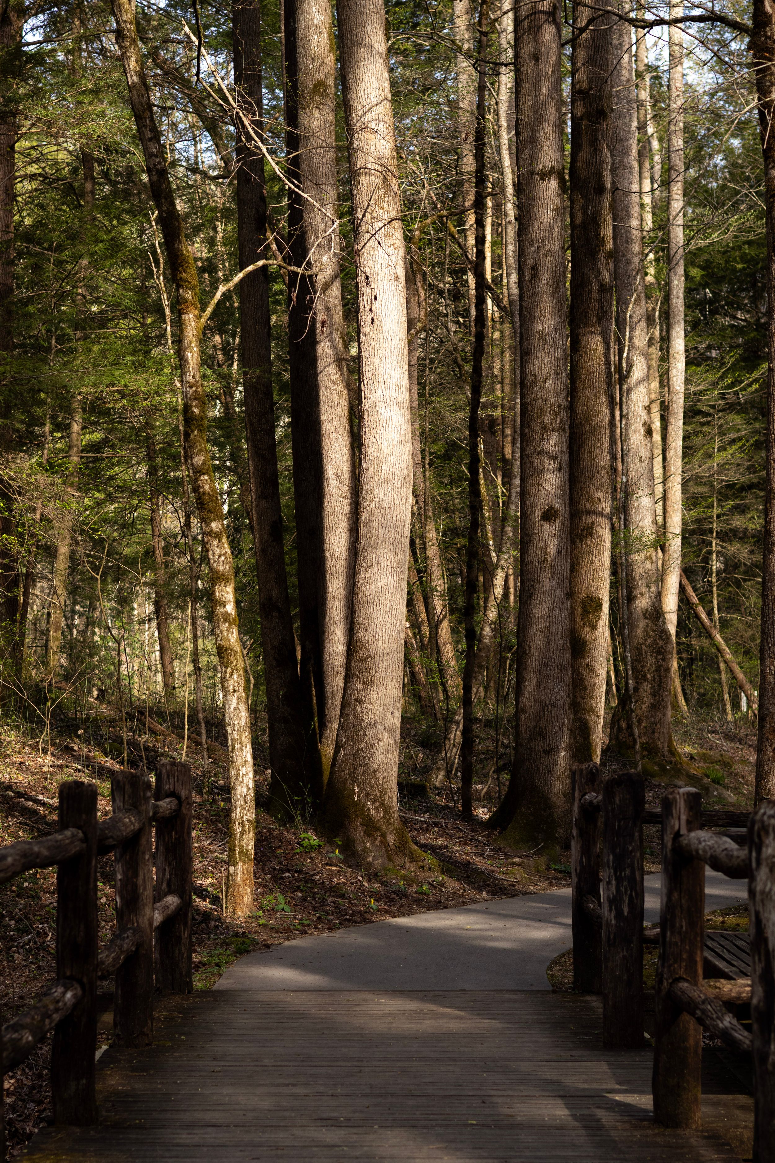 A wooden boardwalk trail winds through tall pine trees in a peaceful forest setting.
