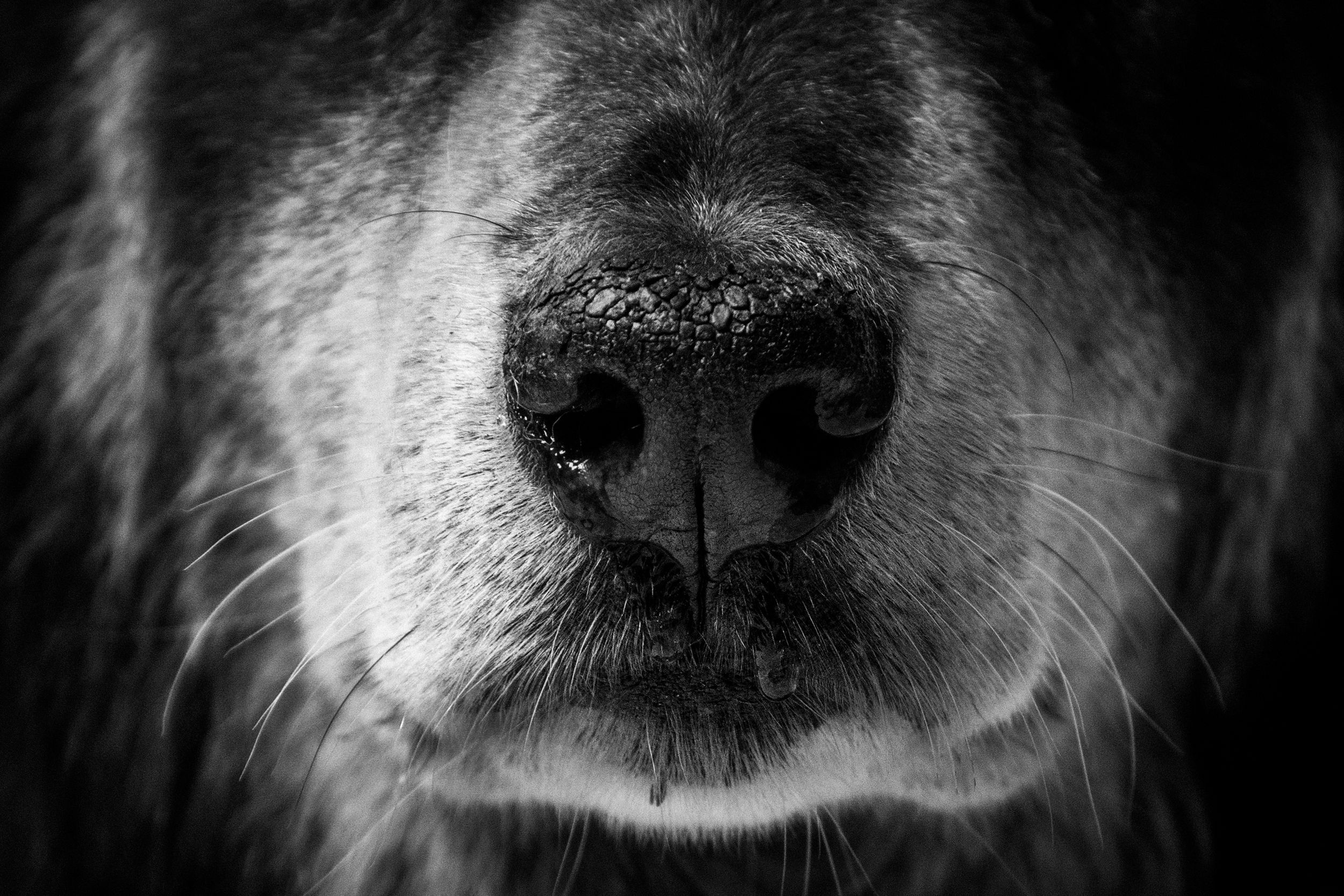 Close-up of a senior dog’s nose during an end-of-life portrait session in a peaceful outdoor setting, captured by Tasha Cannaday photography