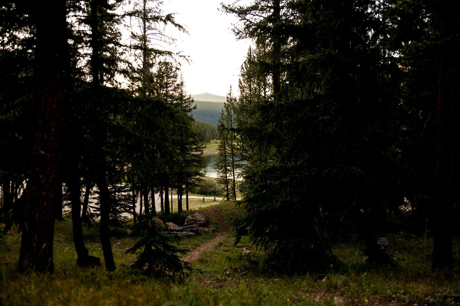 Sunlight filters through tall evergreen trees onto a winding forest path overlooking distant hills.