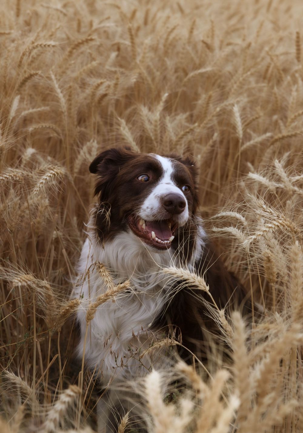 A happy brown and white dog plays in tall golden wheat during sunset.