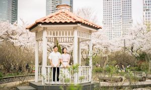 Cherry blossom trees in full bloom frame a white gazebo with city buildings in the background.