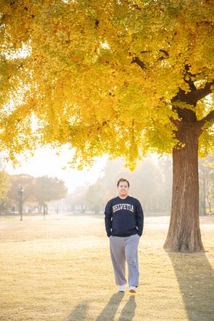 Autumn scene with golden ginkgo tree in misty park.