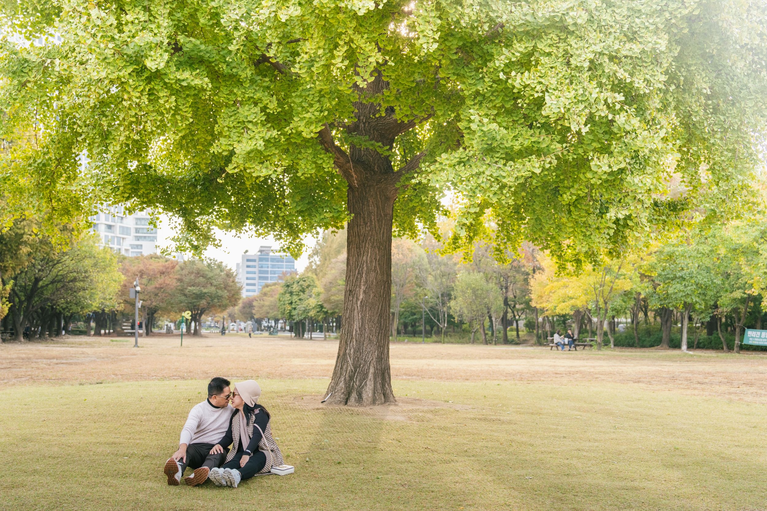 Person sitting under large tree in peaceful autumn park setting.