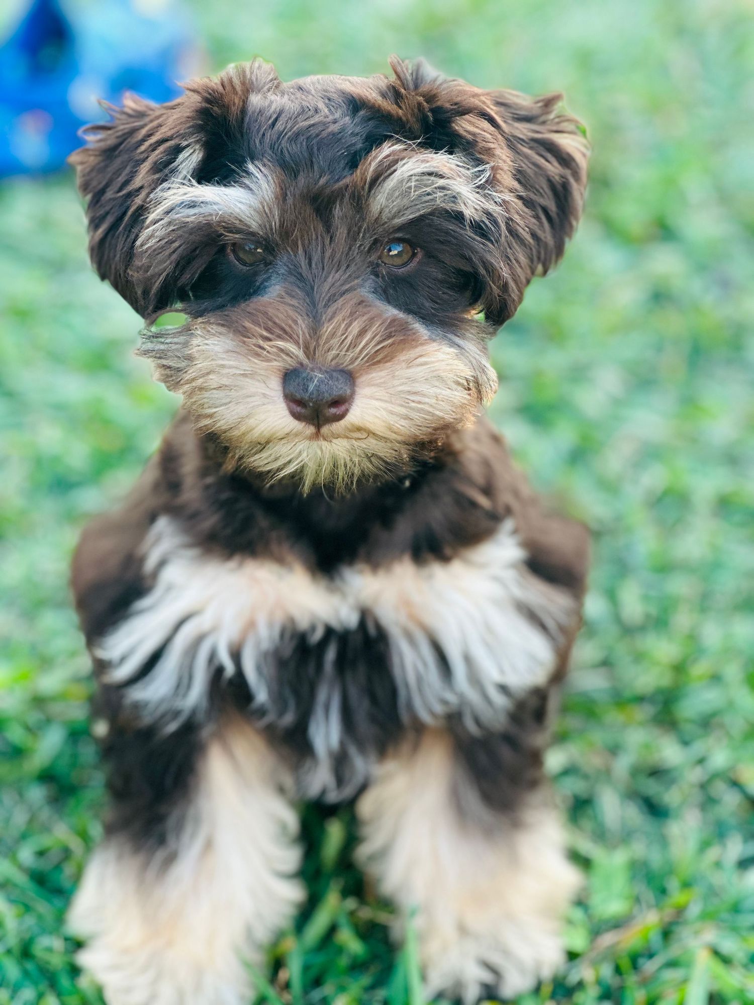 Mini Schnauzer puppies