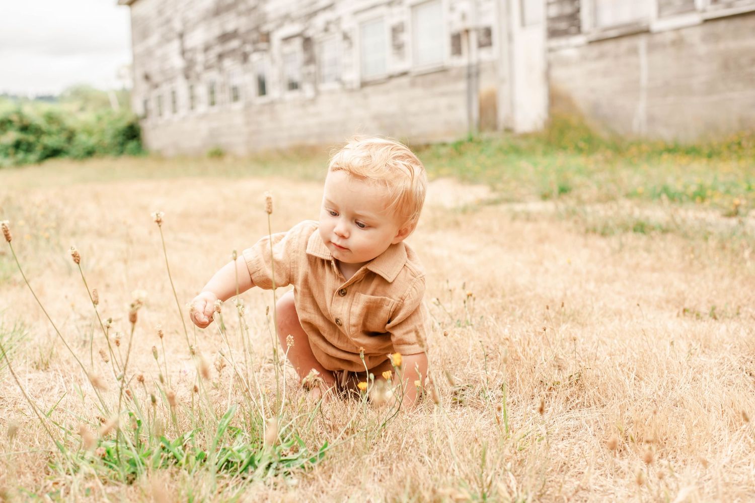 A golden retriever dog plays and rolls happily in a field of tall dry grass on a sunny day.