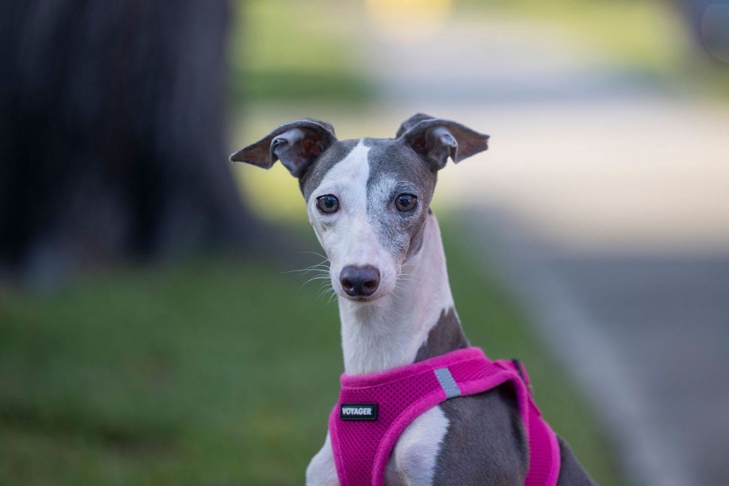 This tiny Italian Greyhound on his way to his foster home and to a better life