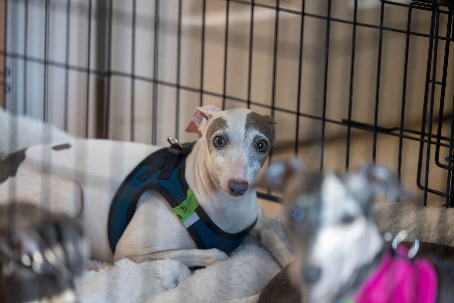 A small, terrified Italian Greyhound huddled in the corner