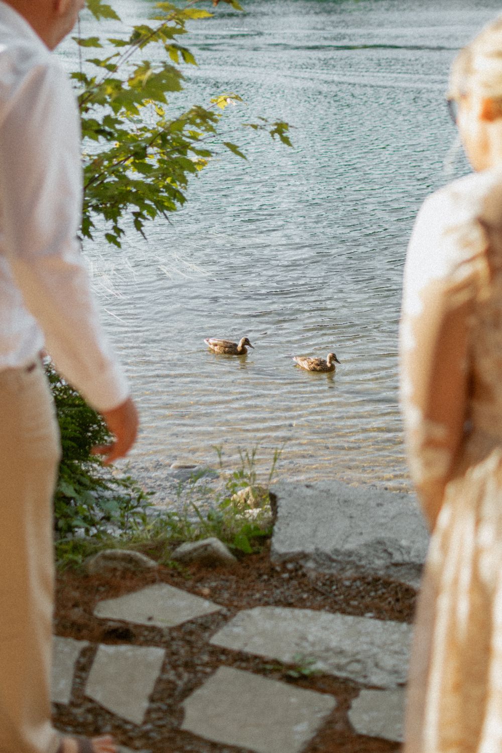 Ducks swimming in a lake with people in light colored attire visible at the shoreline.